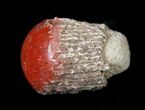 Pennsylvanian Aged Red Agatized Horn Coral - Utah #15237-1